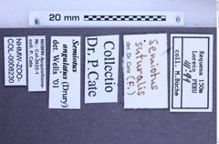 Etikette zu Semiotus angulatus (Drury, 1782) (NHMW-ZOO-COL-0008230)